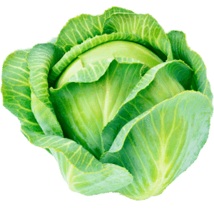 Cabbage